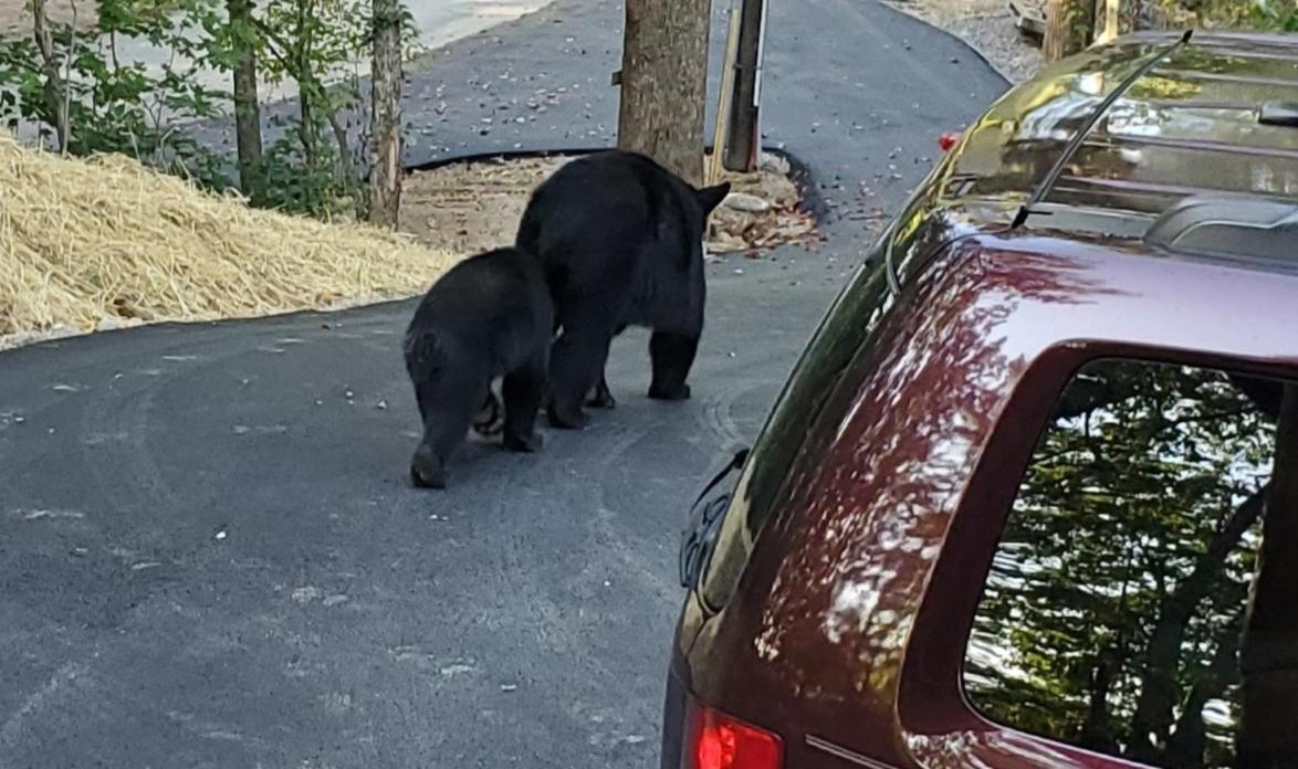 فيلا Can'T "Bear" To Leave سيفيرفيل المظهر الخارجي الصورة