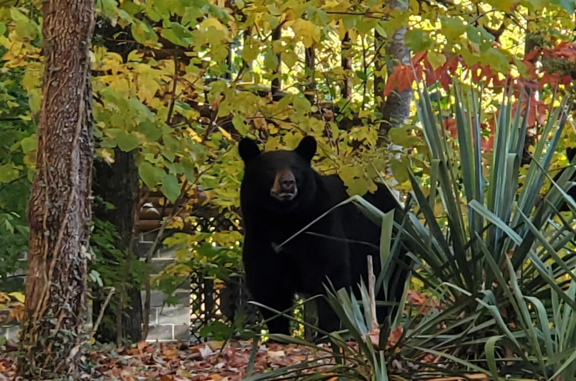 فيلا Can'T "Bear" To Leave سيفيرفيل المظهر الخارجي الصورة