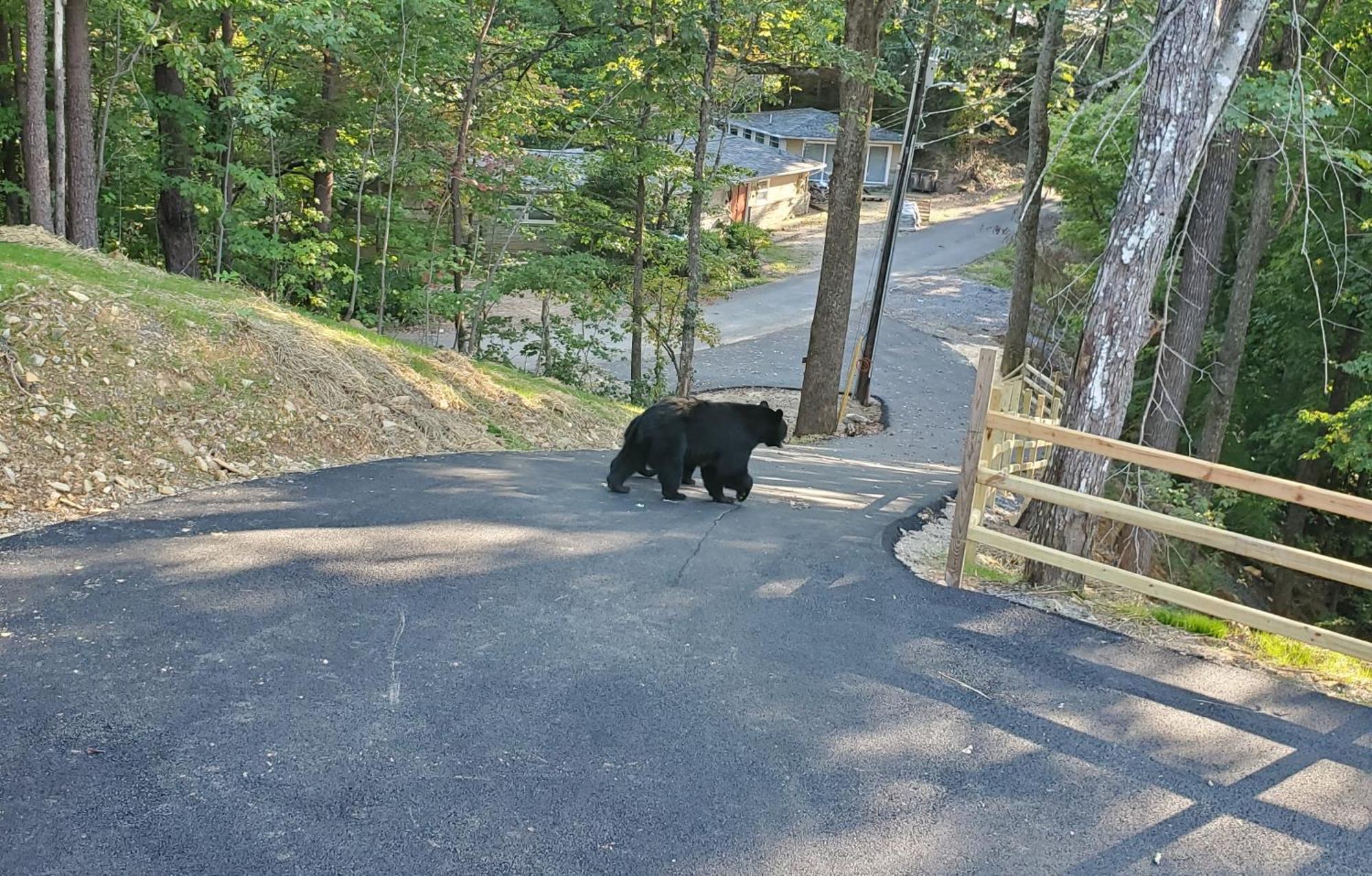 فيلا Can'T "Bear" To Leave سيفيرفيل المظهر الخارجي الصورة